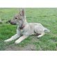 Tschechoslowakischer Wolfhund - Hündin