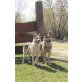 Tschechoslowakischer Wolfhund Welpen - Hündin
