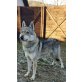 Tschechoslowakischer Wolfhund Welpen - Hündin