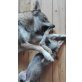 Tschechoslowakischer Wolfhund Welpen - Hündin