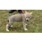 Tschechoslowakischer Wolfhund Welpen - Rüde