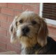 Tschüss, Basset Griffon Mix - Hündin