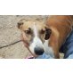 Tubo, Galgo Español - Rüde