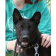 Tucan, belg. Schäferhund Mix - Rüde