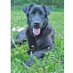 TÜNDI , bildhübsches Labrador-Mix-Mädchen - Hündin