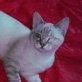 Tuenti, Siam-Tabby-Mix - Kater