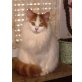 Türkisch Van Dame, Türkische Van Katze - Katze