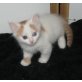 Türkisch Van Junge, Türkische Van Katze - Kater