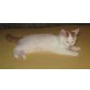Türkisch Van Junge mit blauen Augen, Türkische Van Katze - Kater