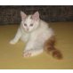 Türkisch Van Junge rot-weiss, Türkische Van Katze - Kater