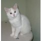 Türkisch Van Junge sucht dich , Türkische Van Katze - Kater