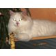 Türkisch Van Kater, Türkische Van Katze - Kater