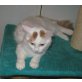Türkisch Van Kater rot-weiss, Türkische Van Katze - Kater