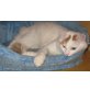 Türkisch Van Kater rot-weiss, Türkische Van Katze - Kater