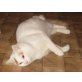 Türkisch Van Kater rot-weiss / odd eyed Augen, Türkische Van Katze - Kater