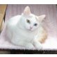Türkisch Van Katze, Türkische Van Katze - Katze