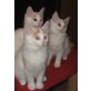 Türkisch Van Kitten weiblich und männlich, Türkische Van Katze - Katze