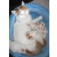 Türkisch Van Kitten wurden geboren, Türkische Van Katze - Kater