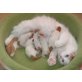 Türkisch Van Kitten wurden geboren, Türkische Van Katze - Katze