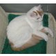 Türkisch Van Mädchen, Türkische Van Katze - Katze