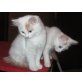 Türkisch Van Mädchen in creme-weiss, Türkische Van Katze - Katze