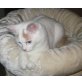 Türkisch Van Mädchen in creme-weiss, Türkische Van Katze - Katze