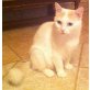 Türkisch Van Mädchen in creme-weiss , Türkische Van Katze - Katze