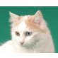 Türkisch Van creme-weiss mit odd-eyed  Augen, Türkische Van Katze - Katze