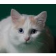 Türkisch Van in creme-weiss mit blauen Augen, Türkische Van Katze - Katze