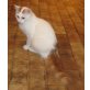 Türkisch Van in rot-weiss, Türkische Van Katze - Kater