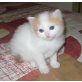 Türkisch Van mit österr. Stammbaum, Türkische Van Katze - Katze