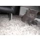 Türkisch angora Perser  - Kater