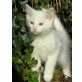 Türkische Angorakatze - Kater