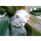 Türkische Angorakatze - Kater