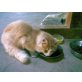 Türkische Angorakatze - Kater