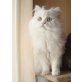 Türkische Angorakatze - Kater