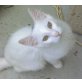 Türkische Angorakatze - Kater