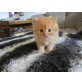 Türkische Angorakatze - Kater
