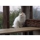 Türkische Angorakatze - Kater