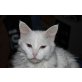 Türkische Angorakatze - Katze