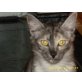 Türkische Angorakatze - Katze