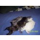 Türkische Angorakatze - Katze