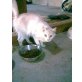 Türkische Angorakatze - Katze