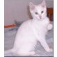 Türkische Angorakatze - Katze