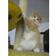 Türkische Angorakatze - Katze
