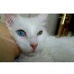 Türkische Angorakatze - Katze