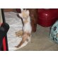Türkische Angorakatze - Katze
