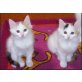 Türkische Van Katze - Katze