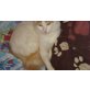 Türkische Van Katze - Katze