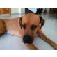 Tula  Loyale, hübsche Hundedame sucht Famili, Ridgeback Mix - Hündin